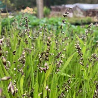 Melica uniflora albida